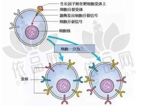 一、医生简介