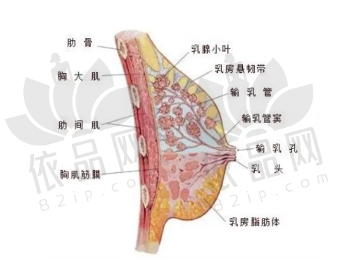 二、郑州东方吴振做假体隆胸的优势