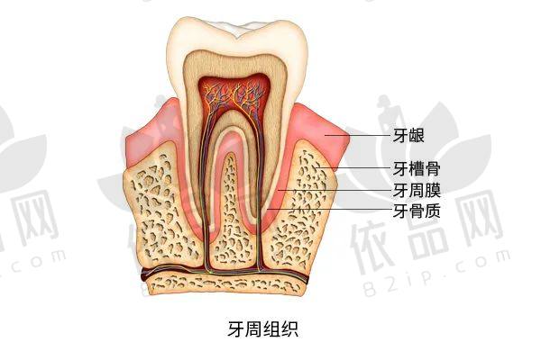 2025年60-70岁中老年人种植牙价格表：单颗1980起，半口2.8万起，全口5万起