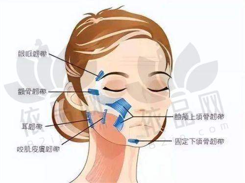 上海伯思立的未来发展展望