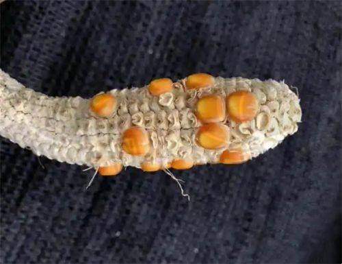 隆鼻手术项目